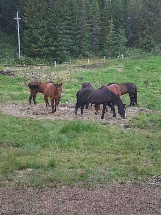 River Run Ranch - Telemark Drangedal ภายนอก รูปภาพ