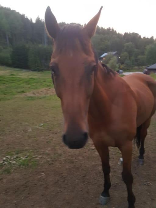 River Run Ranch - Telemark Drangedal ภายนอก รูปภาพ