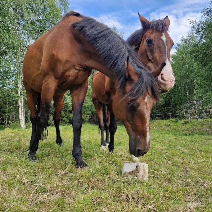River Run Ranch - Telemark Drangedal ภายนอก รูปภาพ