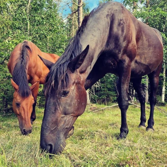 River Run Ranch - Telemark Drangedal ภายนอก รูปภาพ