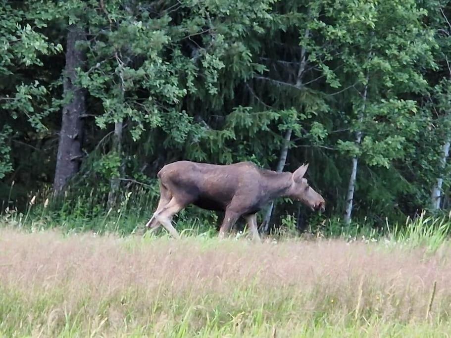 River Run Ranch - Telemark Drangedal ภายนอก รูปภาพ