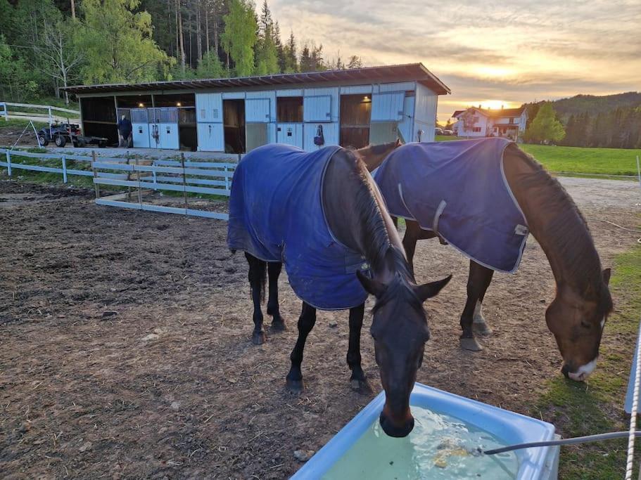 River Run Ranch - Telemark Drangedal ภายนอก รูปภาพ